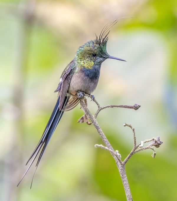 A Wire-crested Thorntail hummingbird thumbnail