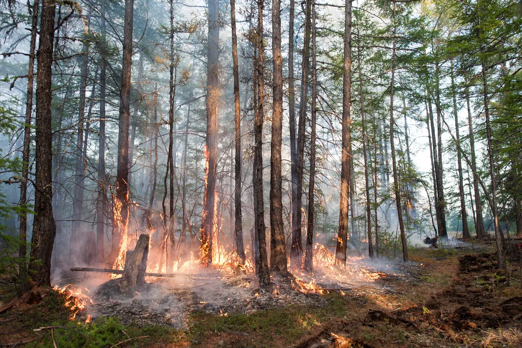 Forest fire in Siberia