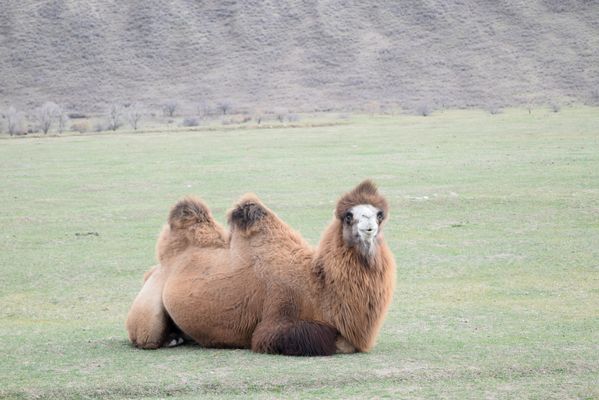 Hello camel! thumbnail