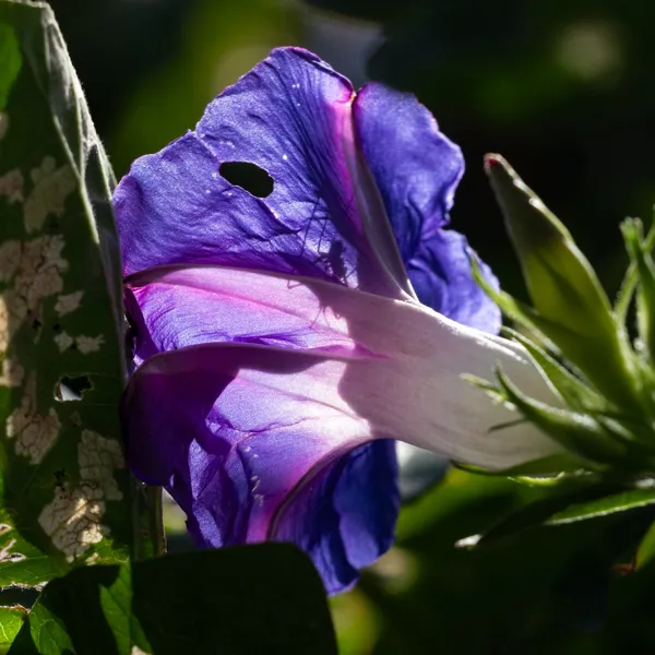Oceanblue Morning Glory Flower and Small Silhouette thumbnail