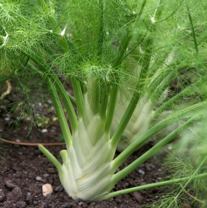 Florence fennel