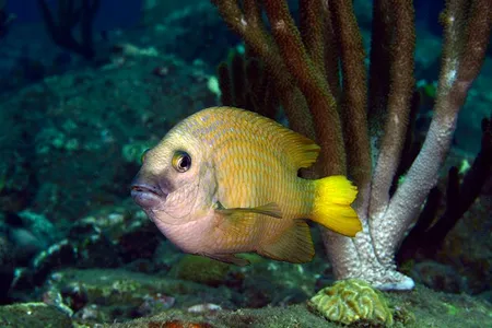 Damselfish typically live in the nooks and crannies of coral reefs. But do you have anything with more of an open concept?