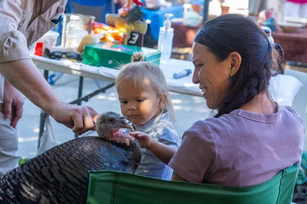 A Little Girl & The Pet Turkey thumbnail