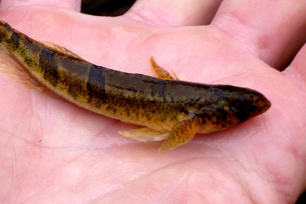 Snail Darter