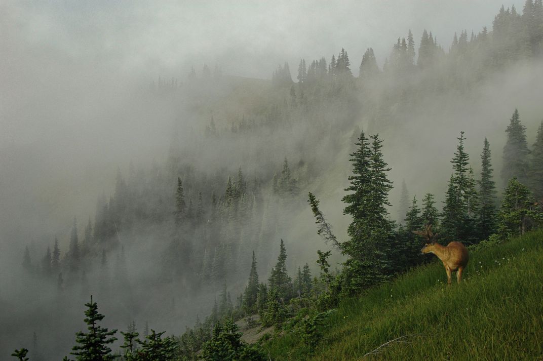 a lone stage on a steep foggy hillside