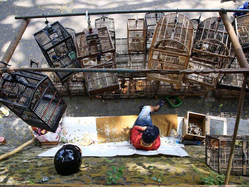 At the bird market Smithsonian Photo Contest Smithsonian Magazine