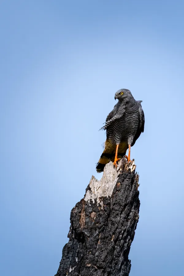 The Sentinel of the Burned Tree thumbnail