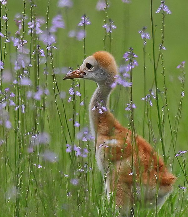 Baby Sandhill Crane in the Wildflowers thumbnail