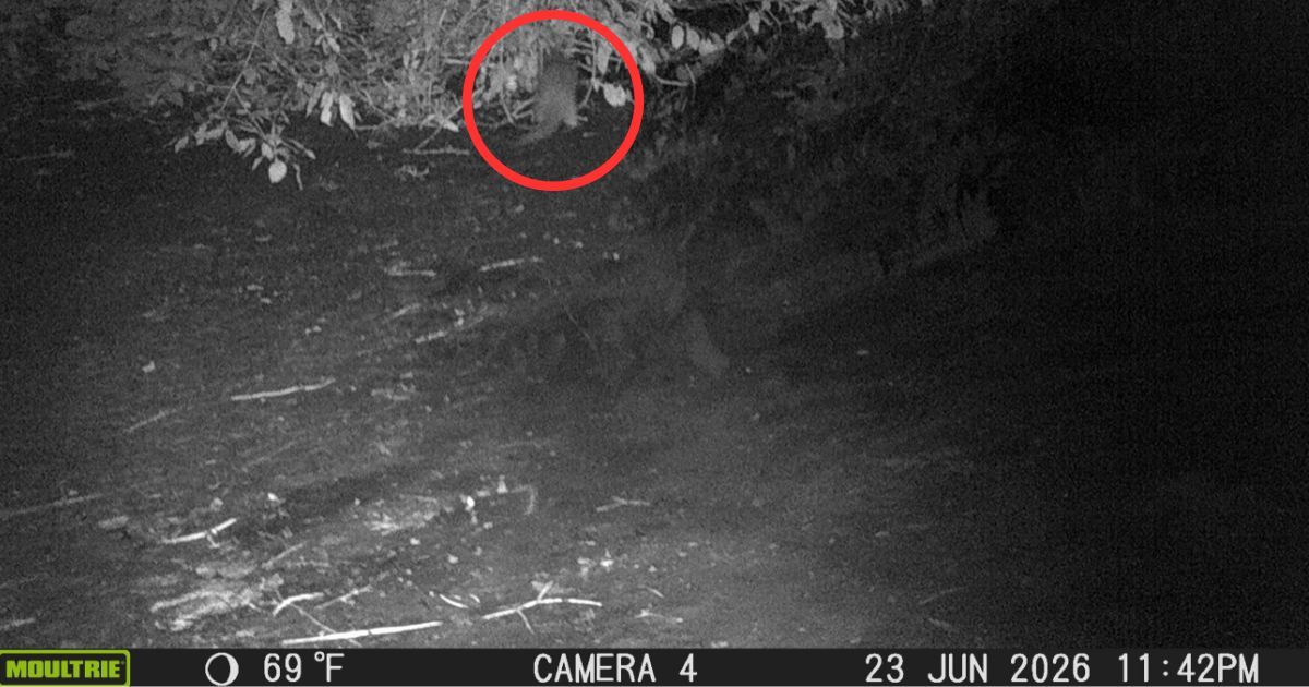 An Otter Just Returned to New York City's Bronx River for the First Time in a Century. Now, You Can Help Name It