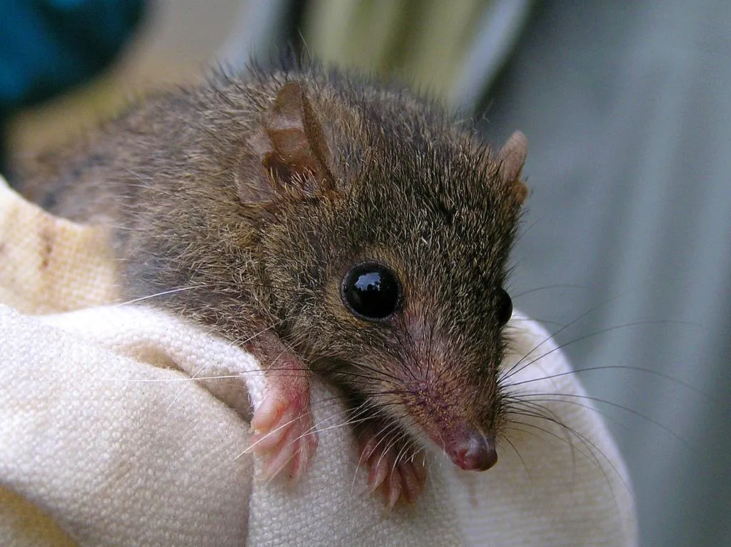 antechinus