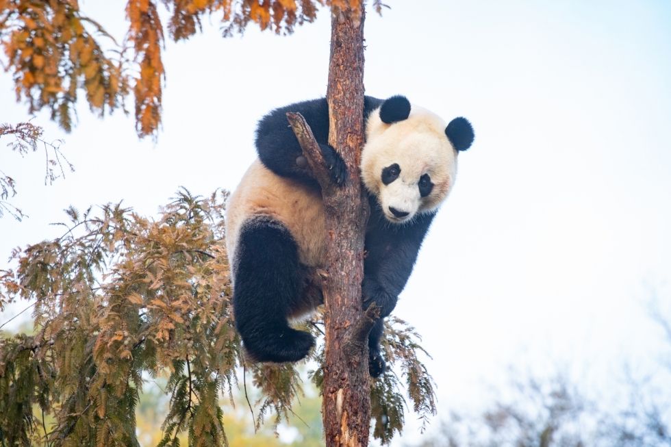 Giant panda Bei Bei climbs a tree on his final day at the Smithsonian's National Zoo.