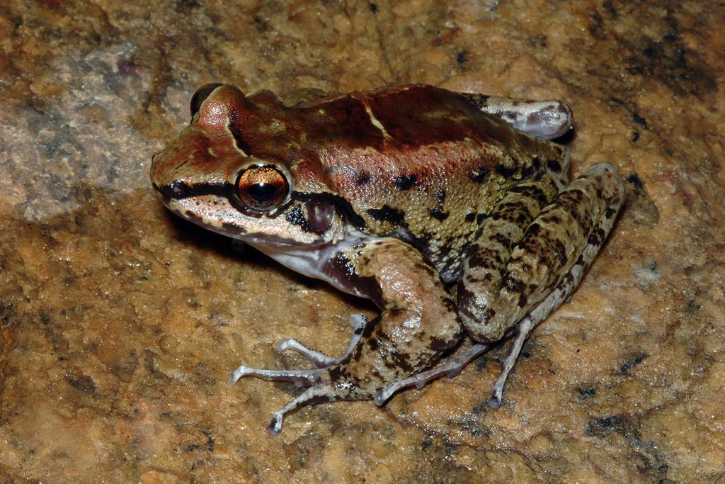 A brown-green frog with amber eyes, a brown back and light green spotted legs, sitting on a rock