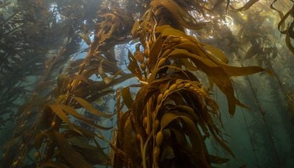 Underwater Forests Return to Life off the Coast of California, and That Might be Good News for the Entire Planet