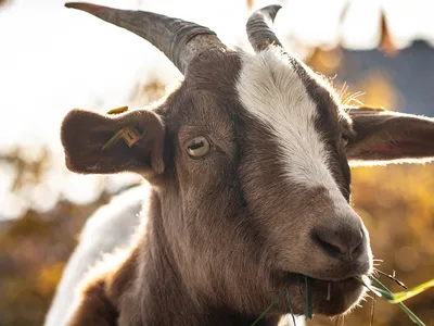 The island&#39;s goat population used to be around 100, but it recently ballooned to 600.