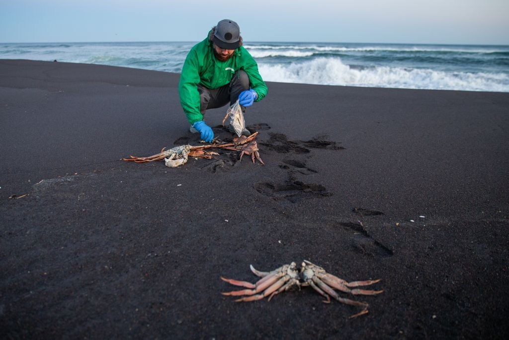 A Greenpeace expert collects samples of an opilio crab washed up at the Khalaktyrsky beach