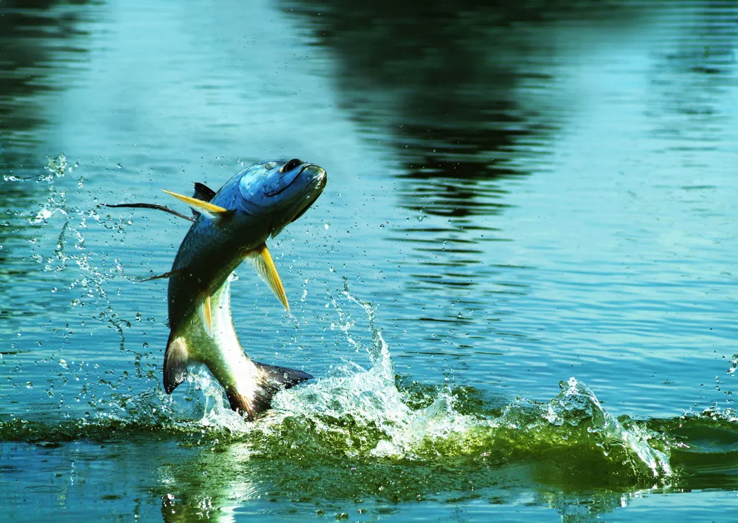 fish jumping out of water hd
