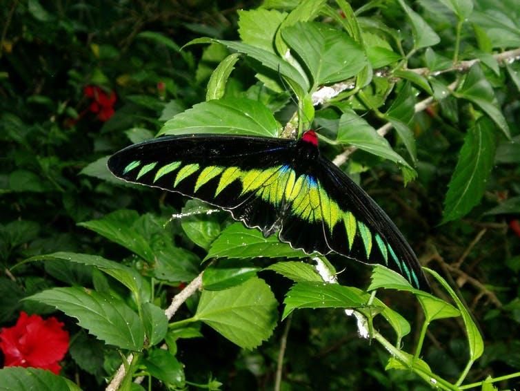 The birdwing butterfly Trogonoptera brookiana was named by Wallace for Sir James Brooke, the rajah of Sarawak.