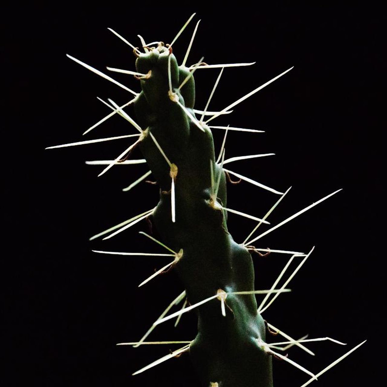Researchers Stabbed Slabs of Meat With Cacti Spines to Learn About Puncture  Strength