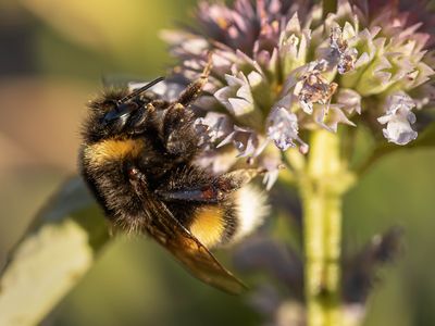 Bumblebees Learn to Open Puzzle Boxes From Each Other image