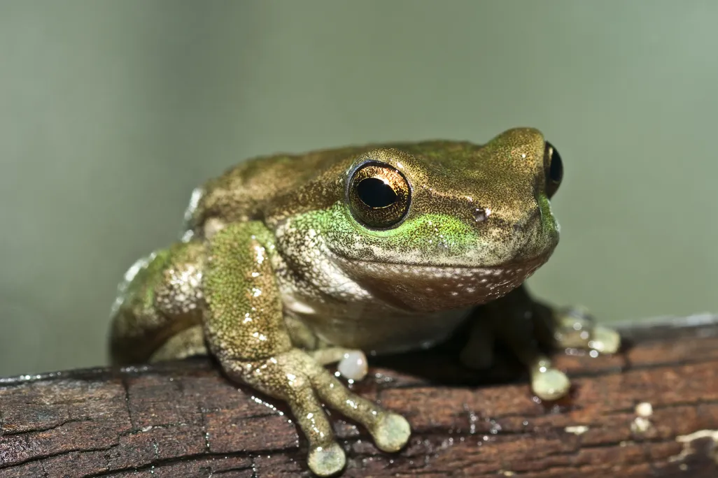 Closeup images of a green tree frog