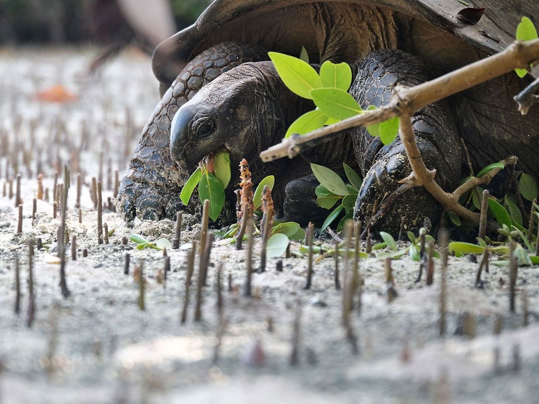 Giant Tortoise Eating