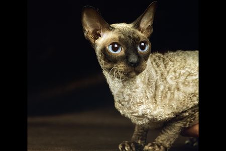 These unusual cats may have some advantages for allergic owners, but to call them hypoallergenic would be a stretch.