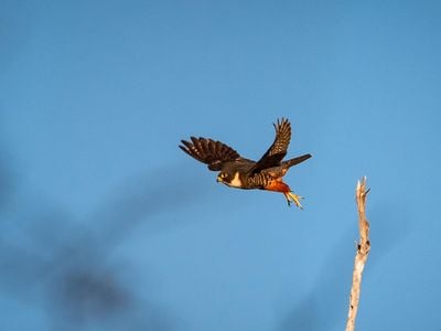 The bat falcon in Santa Ana National Wildlife Refuge in Alamo, Texas