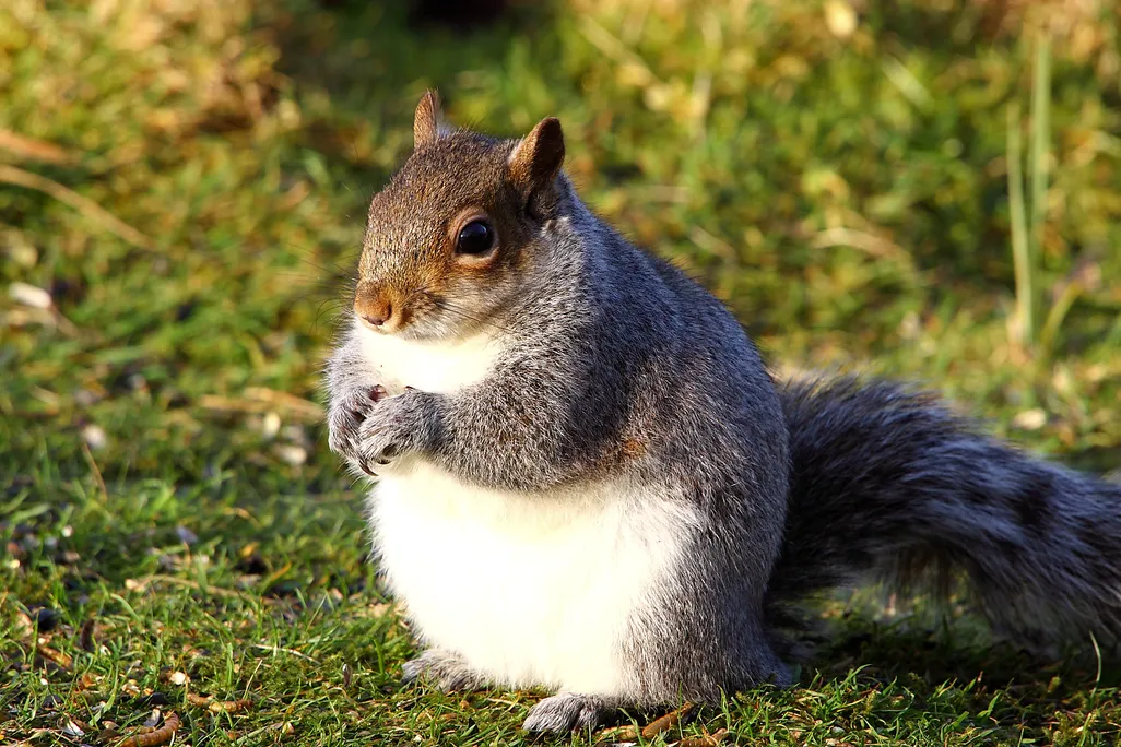 Plump Squirrel