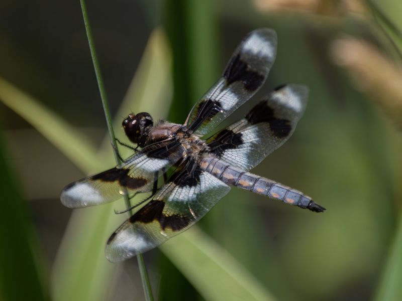 dragonfly-stand-by-smithsonian-photo-contest-smithsonian-magazine