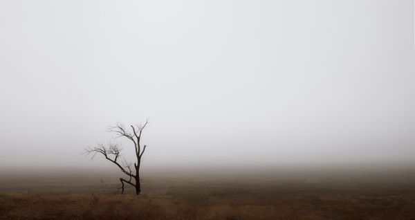 A barren tree alone in the fog at the foot of Mt. Laguna. thumbnail