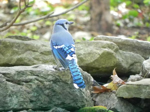 Kentucky Bluejay thumbnail