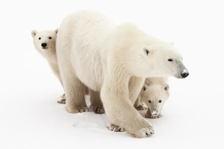 a polar bear with her cubs