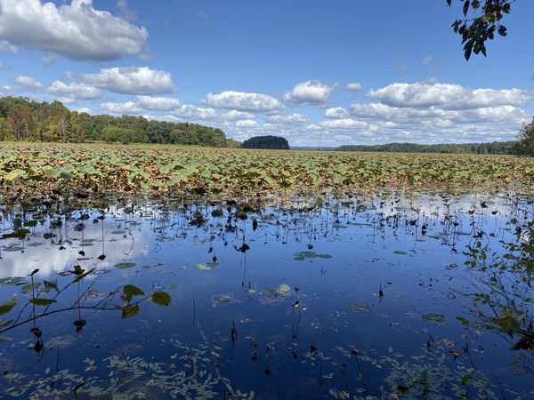 lily pads thumbnail
