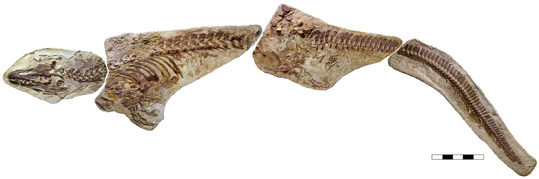 Platecarpus