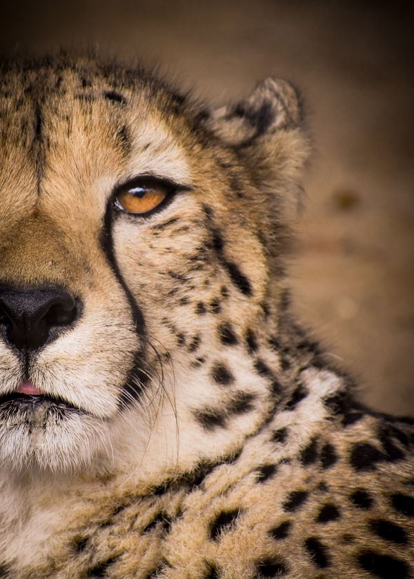 Cheetah Eye thumbnail