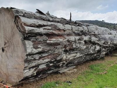 The study begins with fossilized kauri trees (pictured) that died over 41,000 years ago.