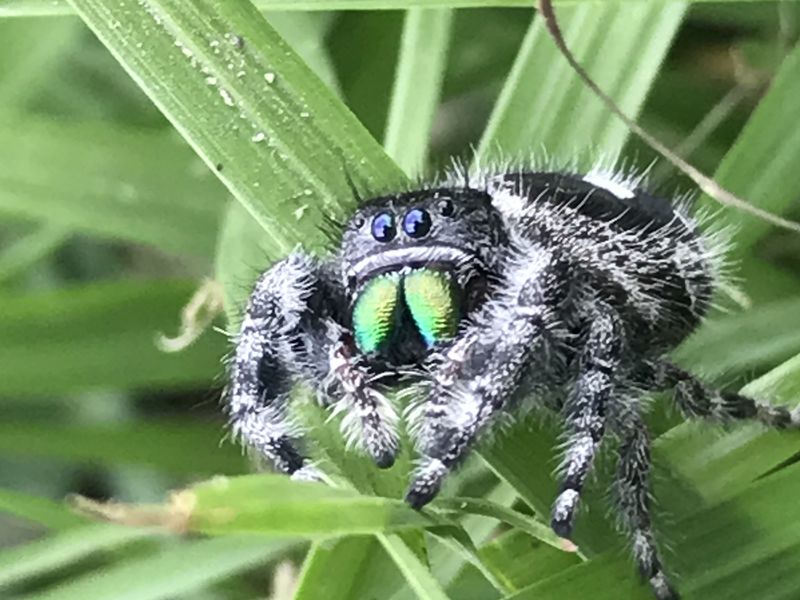 Aggressive contests in male jumping spiders picture