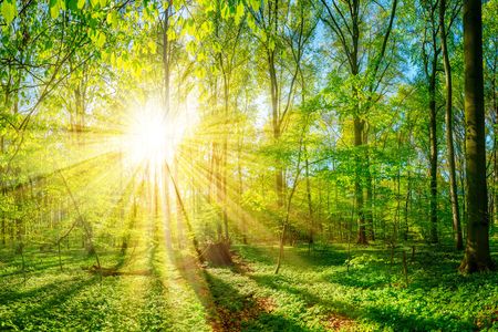 Photosynthesis evolved some 2.5 billion years ago, transforming life on Earth. 