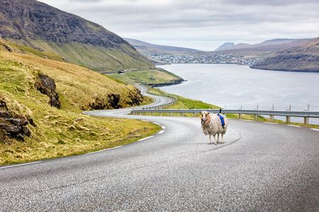 Baa.