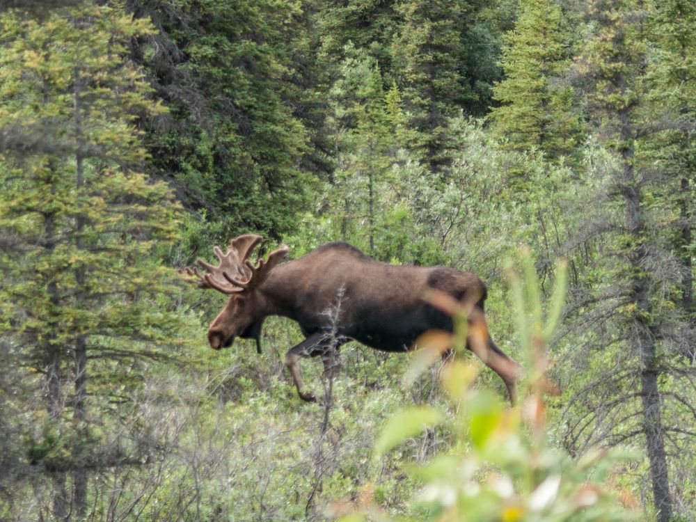 Moose walking in the woods