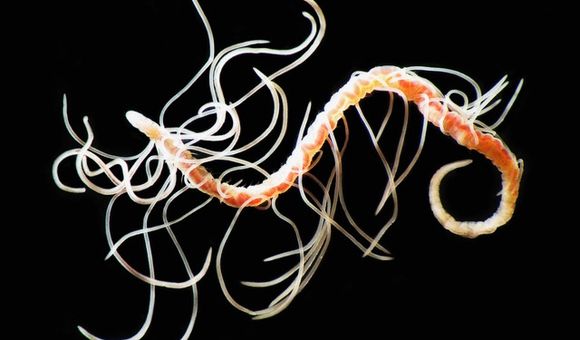 A pink and yellow worm is covered in several tangled strands of string-like gills.