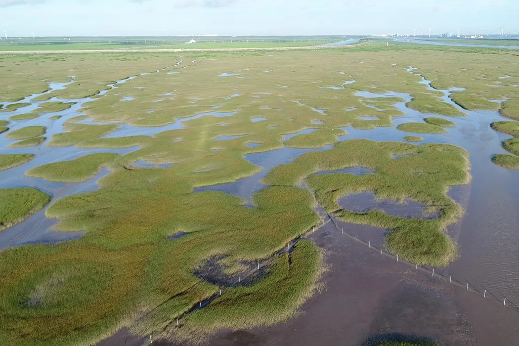 The photo shows a salt marsh ecosystem. The marsh is broken up by green land with small pools of water in the center