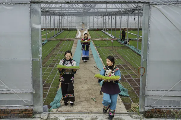 pick tea-leaves thumbnail