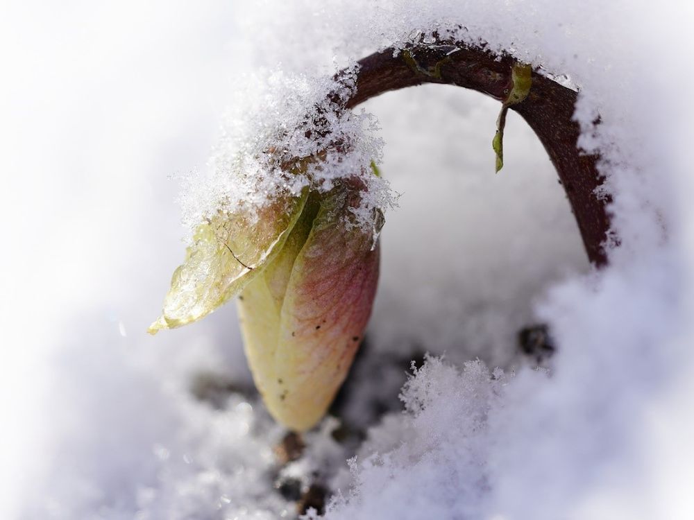 How Do Plants Survive In Winter?