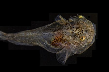 A variegated snailfish (Liparis gibbus)