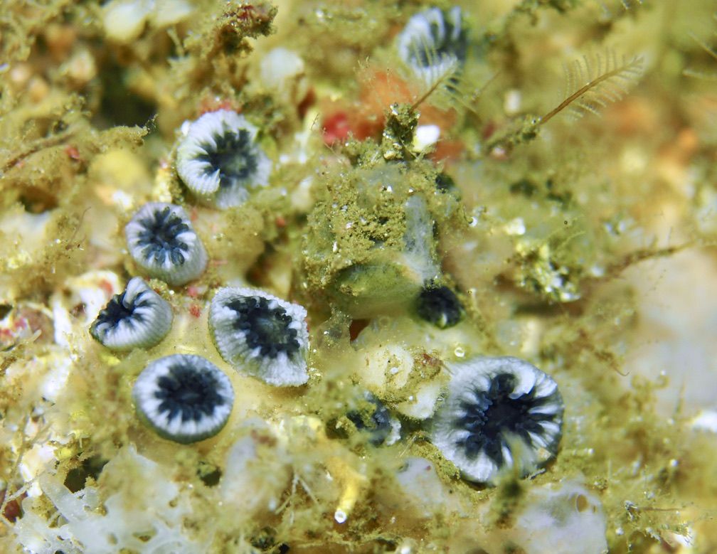 Very small corals