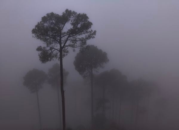 Foggy Trees thumbnail