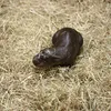 Meet Haggis, the Latest Baby Pygmy Hippo to Win Over the Internet icon