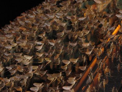 A swarm of mayflies in Ontario