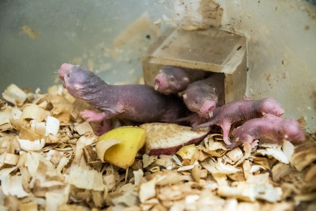 naked-mole-rat.zp174550 (1).jpg